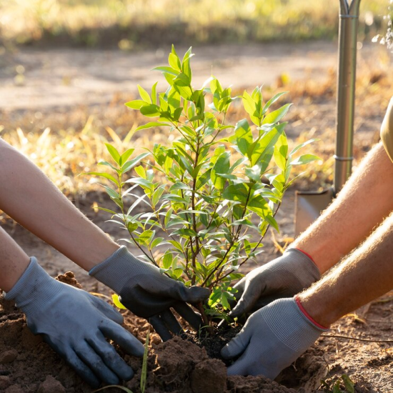 plants-trees
